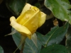 rose12-0514