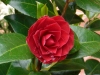 rose15-0514