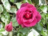 rose3-0514
