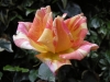 rose7-0514