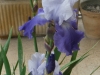 iris1-04-14