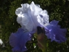 iris3-04-14