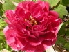 peonia1