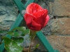 rose16-0514