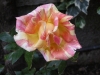 rose6-0514