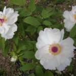 pivoines