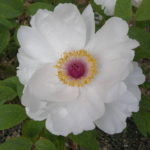 peonia